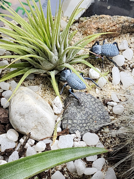 Build Your Own Blue Death Feigning Beetle Enclosure Workshop