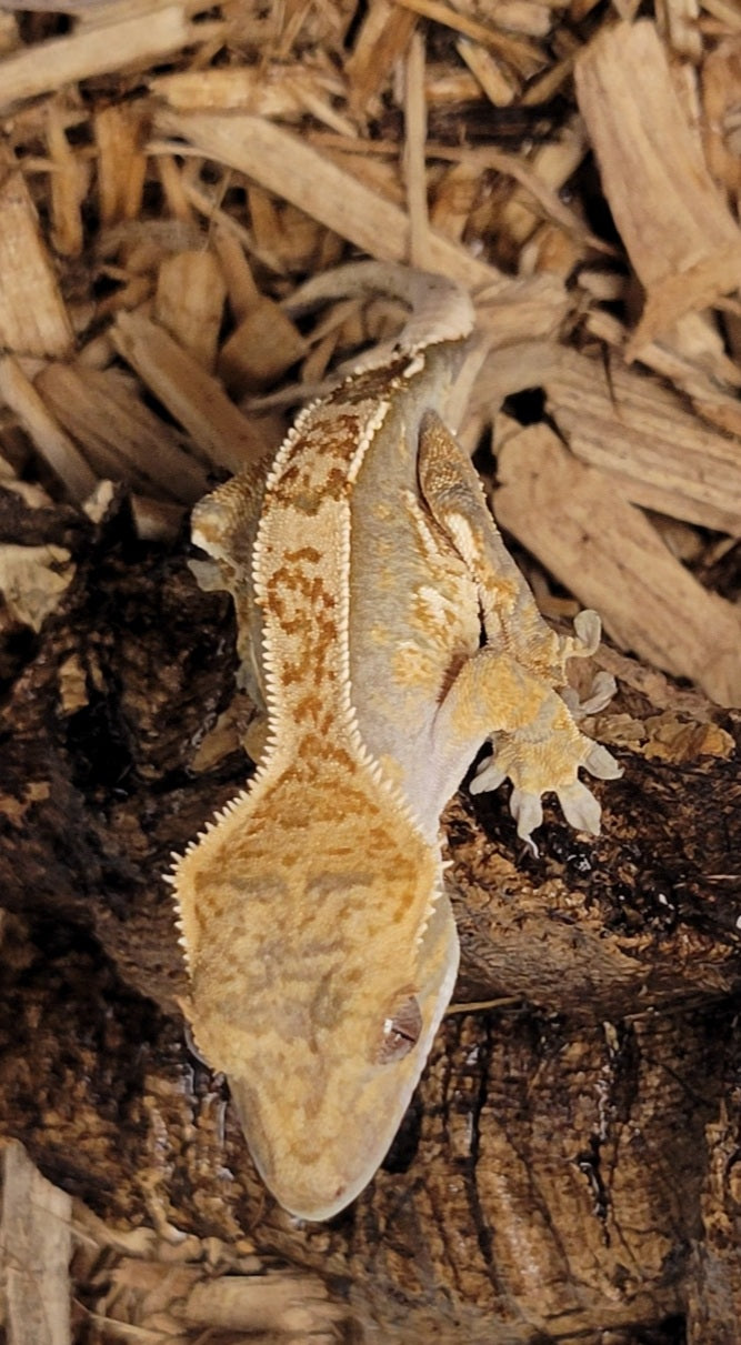 Crested Gecko Class