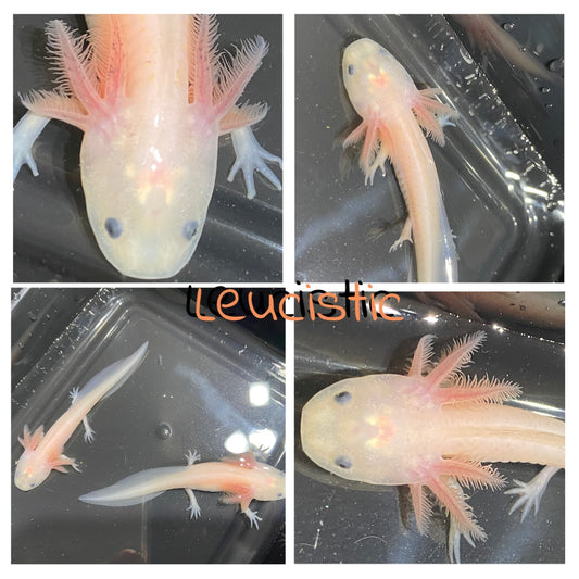 Leucistic Axolotl 3-6 inches
