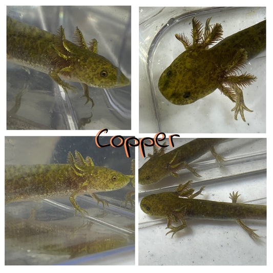 Copper 3-5 inch